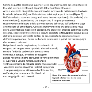(atri), separate tra loro dal setto interatria