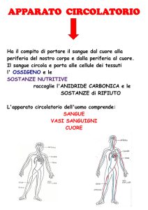 apparato circolatorio