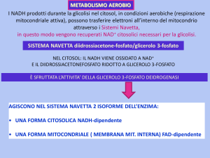I NADH prodotti durante la glicolisi nel citosol, in condizioni
