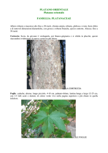 PLATANO ORIENTALE Platanus orientalis FAMIGLIA: PLATANACEAE