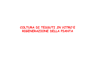 embriogenesi somatica diretta