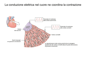 Cardiovascolare 2