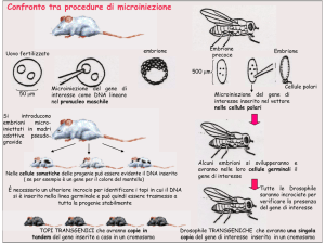 topi transgenici