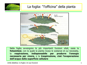 officina pianta