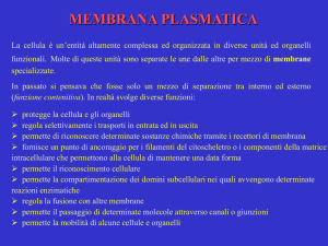 Presentazione di PowerPoint