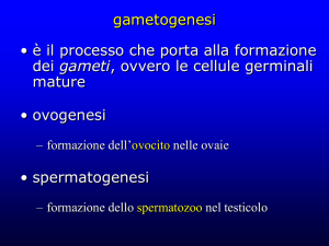 meiosi