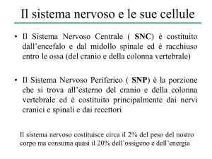 neuroni