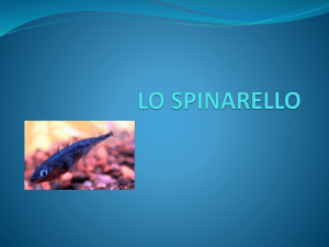 Spinarello
