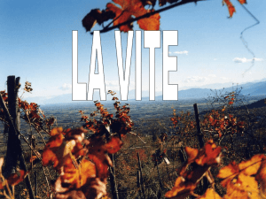 La vite