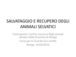 salvataggio e recupero degli animali selvatici