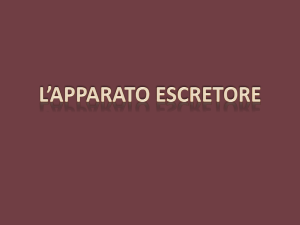 Lez 7 A Apparato escretore