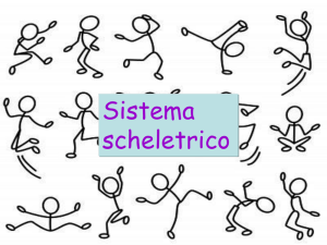 Apparato scheletrico