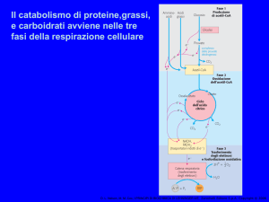 i principi di biochimica di lehninger 4/e - FISIOTERAPIA