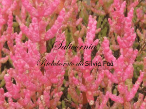Silvia - Istituto Comprensivo Statale Quartucciu