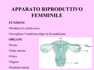 apparato riproduttivo femminile
