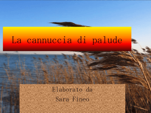 Sara - Istituto Comprensivo Statale Quartucciu