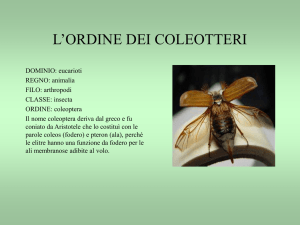 I COLEOTTERI