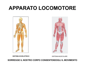 Il sistema scheletrico