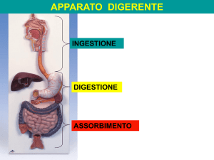 Diapositiva 1 - Salesiani Cibali