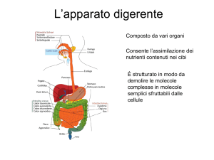 Apparato Digerente