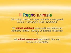 gli anfibi - Autonomia 82