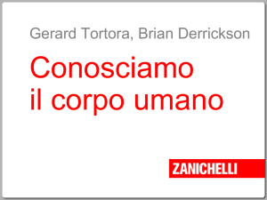 Presentazione di PowerPoint
