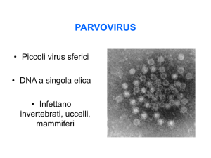 parvovirus