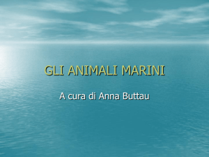 gli animali marini