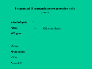 T-DNA