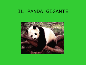 IL PANDA GIGANTE