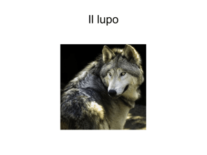 Il lupo - La Crisalide Onlus