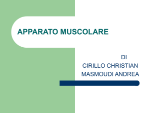 APPARATO MUSCOLARE