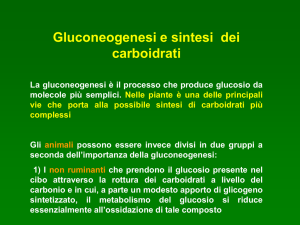 19._GLUCONEOGENESI