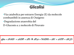 Punti di regolazione della glicolisi