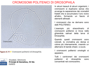 alterazioni cromosomiche