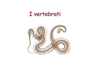 Vertebrati