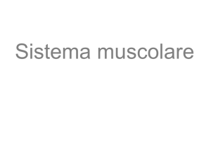 Power Point Sistema muscolare