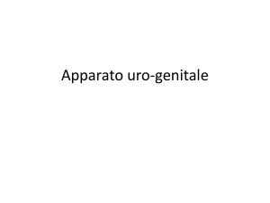 12) Apparato uro-genitale