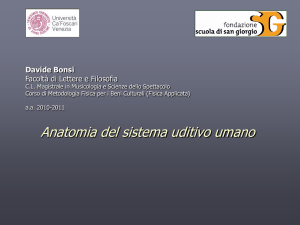 Anatomia Sistema Uditivo