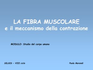 il tessuto muscolare