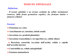 Epiteli