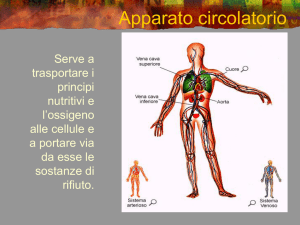 Apparato circolatorio.