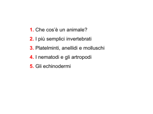 INVERTEBRATI