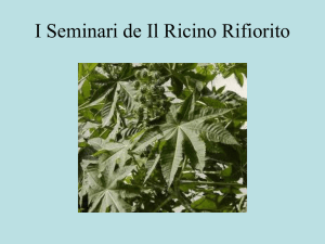I Seminari de Il Ricino Rifiorito