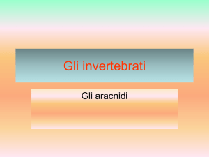Insetti - ic correzzola