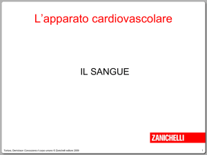 apparato cardiovascolare