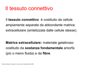 10. Il tessuto connettivo - lapiramidecentrostudi.com