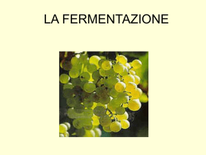 LA FERMENTAZIONE