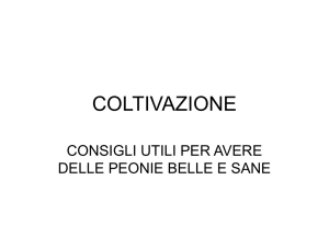 coltivazione peonia