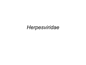 Herpesviridae